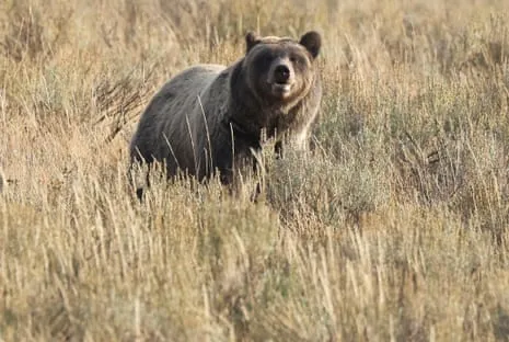 Hiker Assaulted by Wild Animal in Yellowstone Air Lifted to Trauma Center