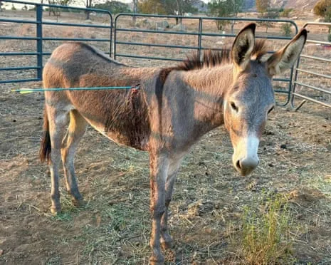 Wild Ass Healing After Recent Arrow Attack on Feral Donkeys in California