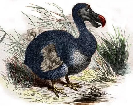 Experts Claim They Have Achieved a ‘Key Milestone’ in Bringing Back the Extinct Bird for the Very First Occasion in Three Centuries